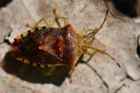 Elasmucha grisea