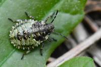 Pentatoma rufipes