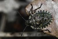 Pentatoma rufipes
