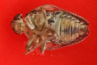 Issus coleoptratus