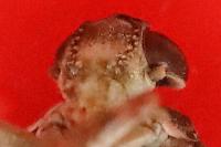 Issus coleoptratus