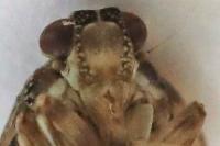 Issus coleoptratus