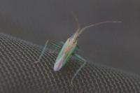 Stenodema laevigata