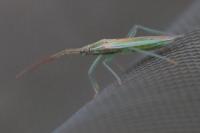 Stenodema laevigata