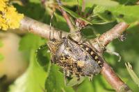 Rhaphigaster nebulosa