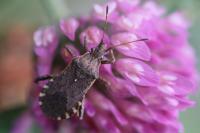 Ceraleptus gracilicornis