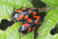Cercopis vulnerata