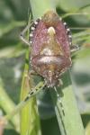Dolycoris baccarum