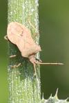 Coreus marginatus