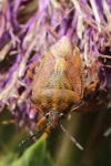 Carpocoris purpureipennis