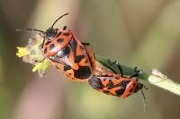 Eurydema ornata