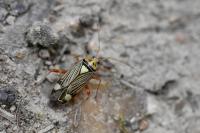 Rhabdomiris striatellus