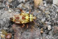 Rhabdomiris striatellus