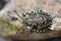 Pentatoma rufipes