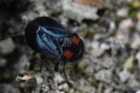 Penthimia nigra