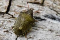 Peribalus strictus