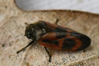 Haematoloma dorsata