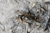 Harpocera thoracica