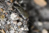 Heterocordylus tibialis
