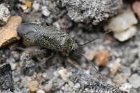 Heterocordylus tibialis