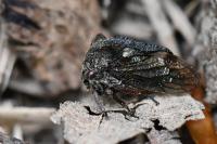 Centrotus cornutus