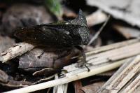 Centrotus cornutus