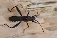 Camptopus lateralis