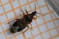 Anthocoris nemoralis