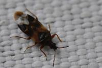Anthocoris nemoralis