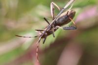 Camptopus lateralis