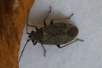 Heterocordylus tibialis