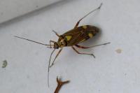 Rhabdomiris striatellus