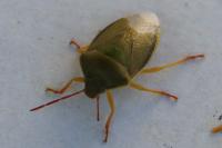 Piezodorus lituratus