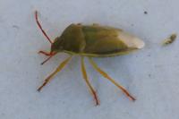 Piezodorus lituratus