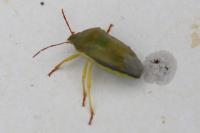 Piezodorus lituratus