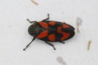Cercopis vulnerata