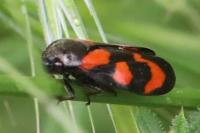 Cercopis vulnerata