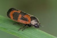 Haematoloma dorsata