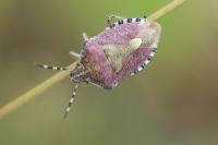 Dolycoris baccarum