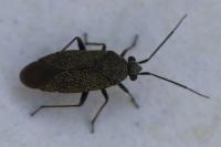 Heterocordylus tibialis