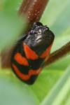 Cercopis vulnerata