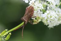 Coreus marginatus