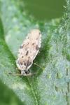 Tingis cardui