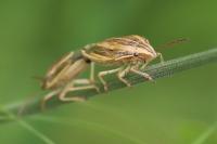 Aelia acuminata