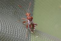 Rhopalus subrufus