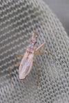 Nabis rugosus