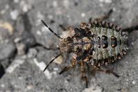 Pentatoma rufipes