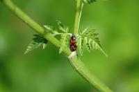 Cercopis vulnerata