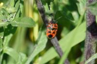 Eurydema ornata