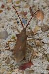 Gonocerus acuteangulatus